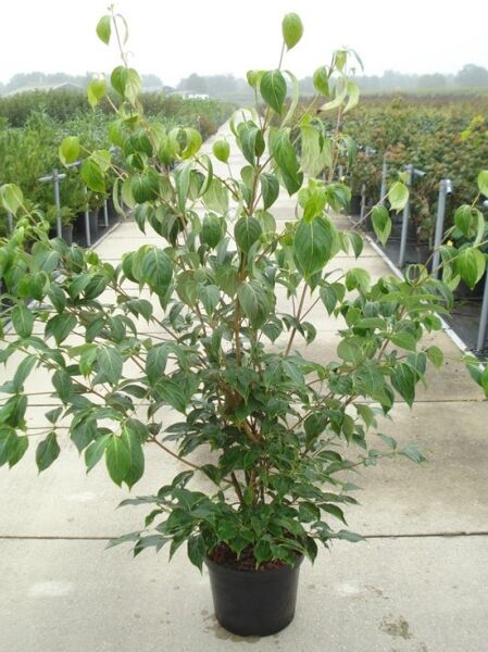 Chinesischer Blumen-Hartriegel (Cornus kousa var. chinensis) 'China Girl' im Topf, mehrtriebig, mit grünem Laub.