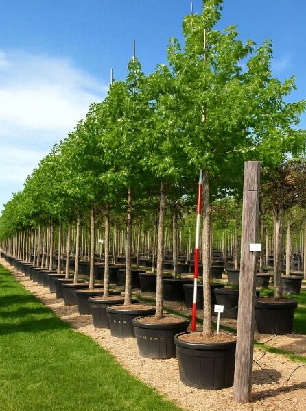 Liquidambar styraciflua 'Palo Alto' / Amberbaum 'Palo Alto' als Hochstamm im Container, grüne, gelappte Blätter in Baumschulreihe.