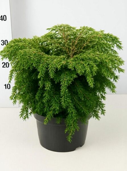 Tsuga canadensis 'Jeddeloh', Zwerg-Hemlocktanne 'Jeddeloh', 30-40 cm, im Topf, dicht verzweigter immergrüner Wuchs.