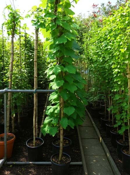 Vitis coignetiae (Rostrote Rebe, Scharlachwein) 200–250 cm C20, hochgebundene Kletterpflanze im Container mit grünem Laub
