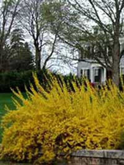 Forsythia intermedia 'Lynwood' / Forsythie 'Lynwood' / Goldglöckchen 'Lynwood'