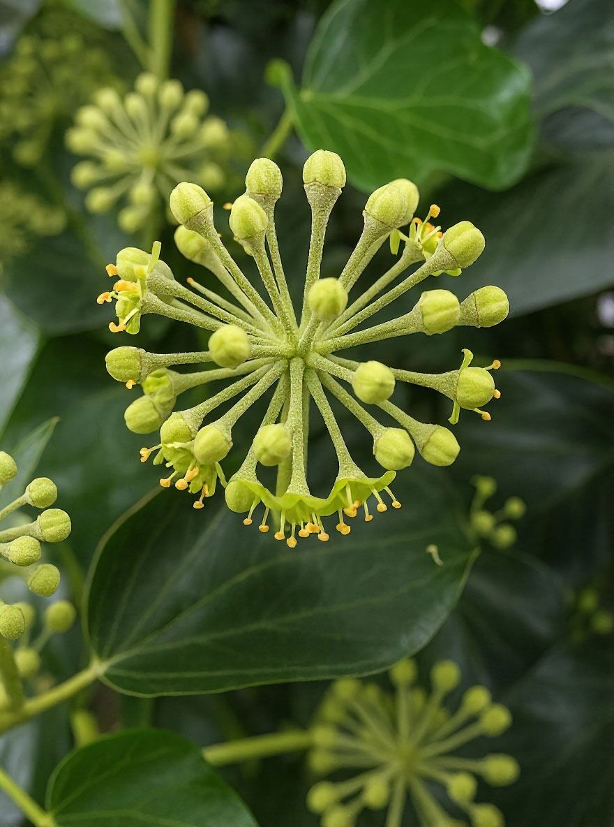 Strauch-Efeu 'Arborescens' - Hedera helix 'Arborescens' - Baumschule  NewGarden