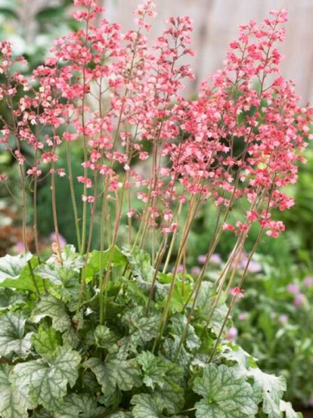 Purpurglöckchen 'Paris' / Heuchera 'Paris'
