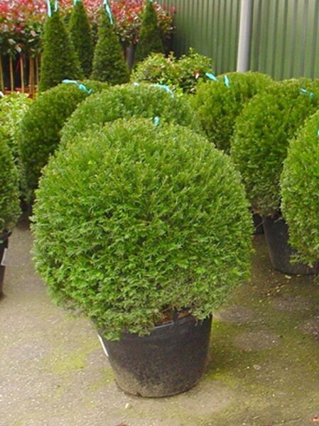 Heimische Eibe 'Kugel' / Taxus baccata 'Kugel'