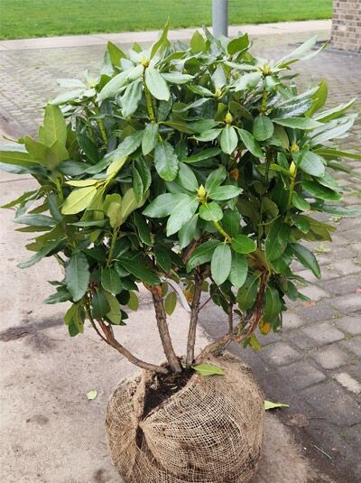 Rhododendron Hybride 'Cherry Kiss ®' (Rhododendron 'Cherry Kiss') Solitär, 60–70 cm Breite, mehrtriebiger Strauch mit grünen Blättern.