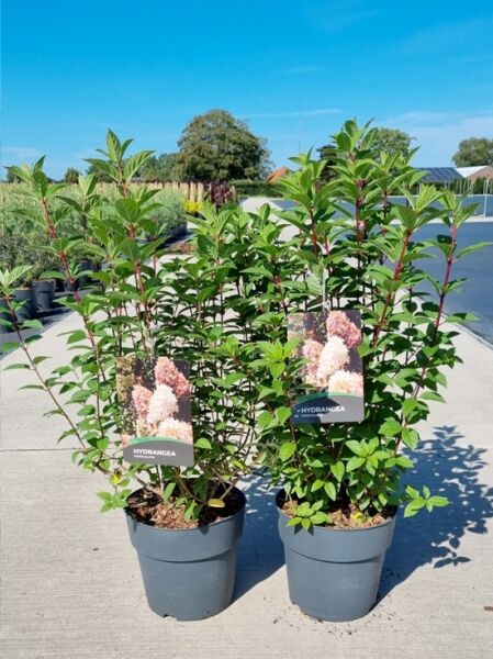 Rispen-Hortensie Hydrangea paniculata 'Sundae Fraise ®' 60–80 cm C10, zwei Pflanzen im Topf mit grünem Laub und Rispenblüten.