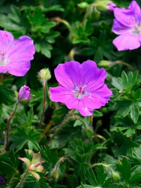 Geranium sanguineum 'Max Frei' (Garten-Blut-Storchschnabel) mit pinkvioletten Blüten und tief gelapptem, grünem Laub.