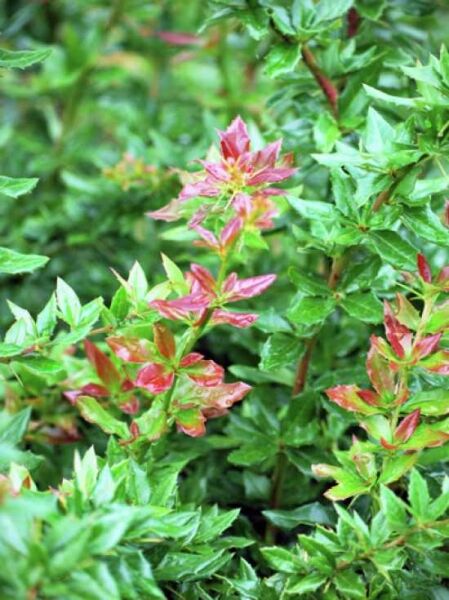Immergrüne Berberitze 'Wallich's Purple' / Berberis interposita 'Wallich's Purple'