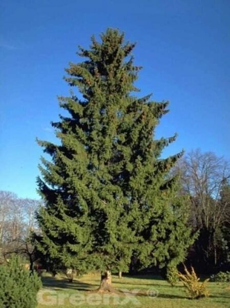 Fichte / Rottanne / Rotfichte / Picea abies