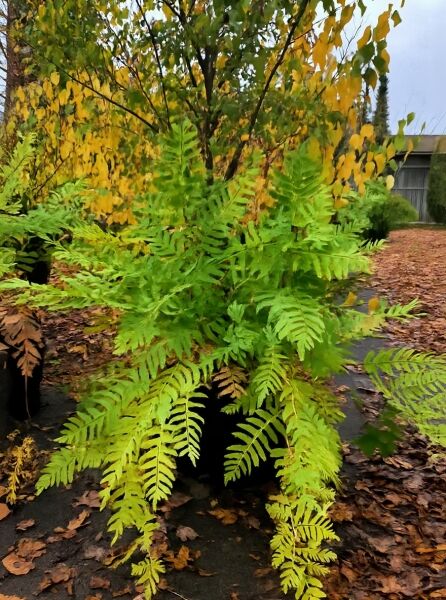 Osmunda regalis (Königsfarn) C12, Farn mit großen, gefiederten grünen Wedeln im Topf.