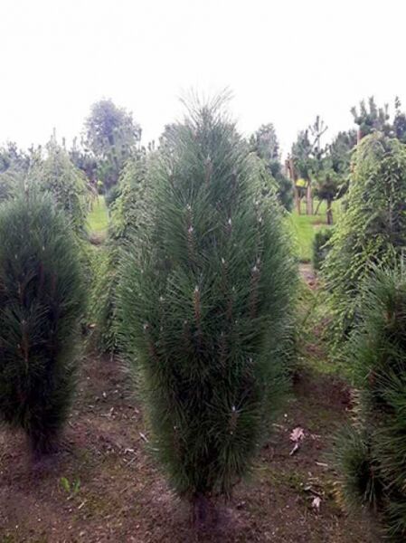 Pinus nigra 'Pyramidalis' / Säulenschwarzföhre