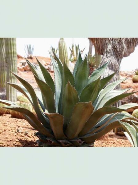 Stachel-Agave / Agave ferox