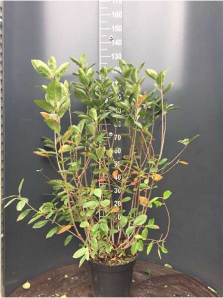 Aronia melanocarpa (Schwarzfrüchtige Apfelbeere) Strauch im Topf, 100–125 cm, Container C12, mit grünen Blättern und Trieben.