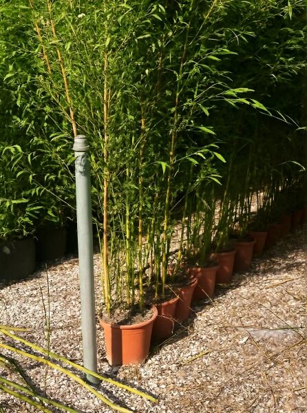 Flachrohr-Bambus Phyllostachys aureosulcata 'Spectabilis', 150–175 cm, C20, im Topf mit grünen Halmen und Blättern