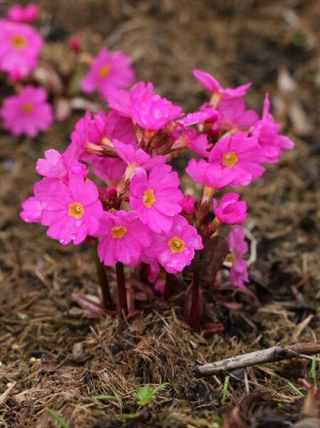 Rosen-Primel 'Gigas' / Primula rosea 'Gigas'