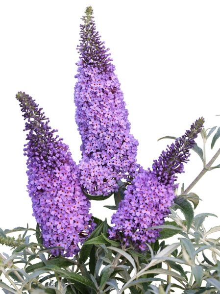 Zwerg-Sommerflieder / Schmetterlingsstrauch 'BUZZ ® Sky Blue' / Zwerg-Sommerflieder / Schmetterlingsstrauch 'BUZZ ® Sky Blue'