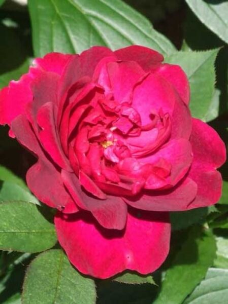 Rosa 'Darcey Bussell ®' / Englische Rose 'Darcey Bussell'