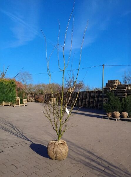 Crataegus laevigata 'Paul's Scarlet' (Echter Rotdorn) 200-250 cm, mehrstämmig, mit Drahtballierung, unbelaubt im Containerfeld.