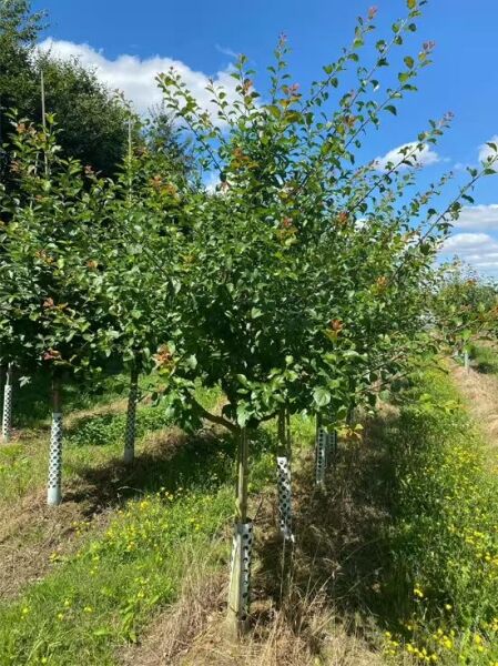 Prunus domestica 'Opal' / Pflaume 'Opal' Halbstamm 16-18 StU m. Db., junger Baum mit dichtem grünen Laub in Reihe gepflanzt