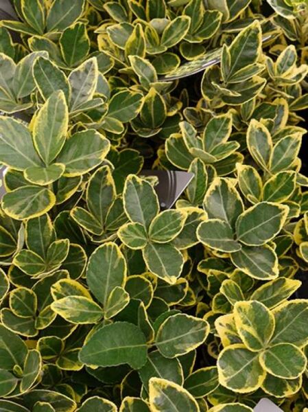 Japanischer Spindelstrauch 'Marieke' / Euonymus japonicus 'Marieke'