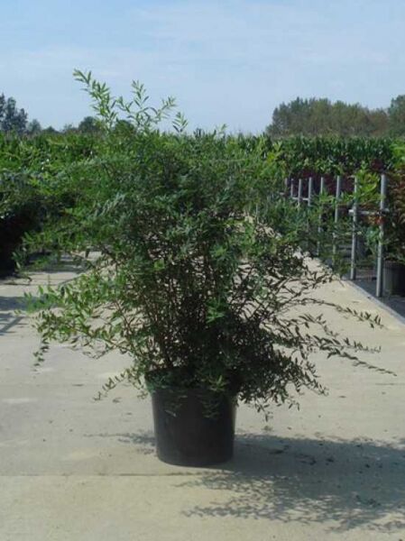 Weiße Rispen-Spiere 'Grefsheim' / Weiße Rispen-Spiere 'Grefsheim'