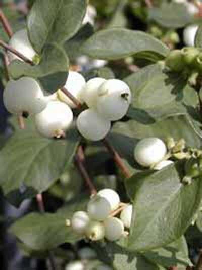 Schneebeere / Weiße Heckenbeere / Symphoricarpos doorenbosii 'White Hedge'