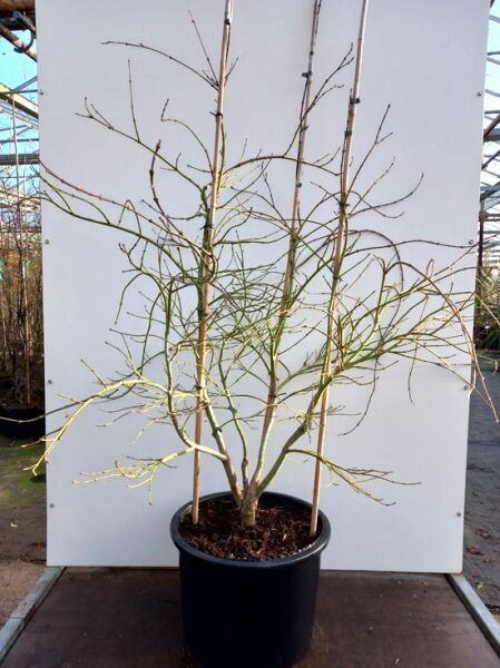 Japanischer Schlitz-Ahorn (Acer palmatum 'Dissectum Viridis') 100-125 cm (breit) C35, mehrstämmige Pflanze im Container mit Stützen