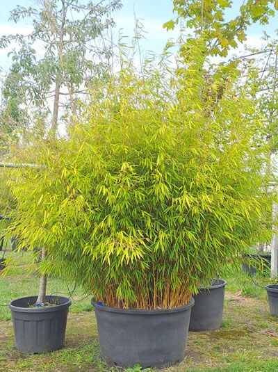 Gartenbambus 'Jumbo' 200-250 cm - Fargesia murielae 'Jumbo' (546748)