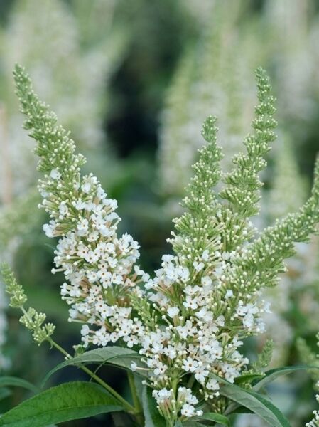 Schmetterlingsflieder Free Petite ® 'Snow White' / Schmetterlingsflieder Free Petite ® 'Snow White'