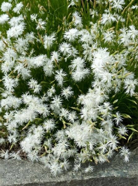 Dianthus Arenarius, Sand-Nelke, Weiß, Ca. 9x9 Cm Topf | HORNBACH
