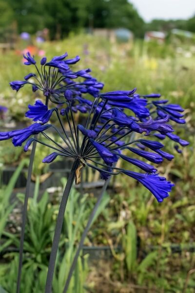 Schmucklilie Agapanthus africanus 'Back in Black' mit dunkelvioletten Blütenständen auf hohen Stielen im Beet