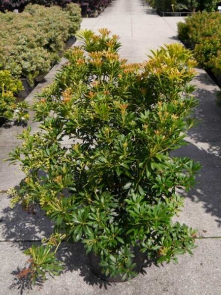 Pieris japonica 'Purity' / Japanische Lavendelheide 'Purity', 80-100 cm, im Container C20, buschiger Strauch mit grünem Laub