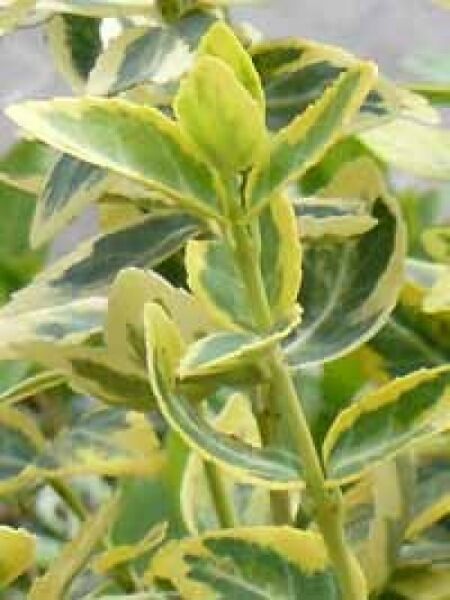 Spindelstrauch 'Emerald'n Gold' Stämmchen / Euonymus fortunei 'Emerald'n Gold' Stämmchen