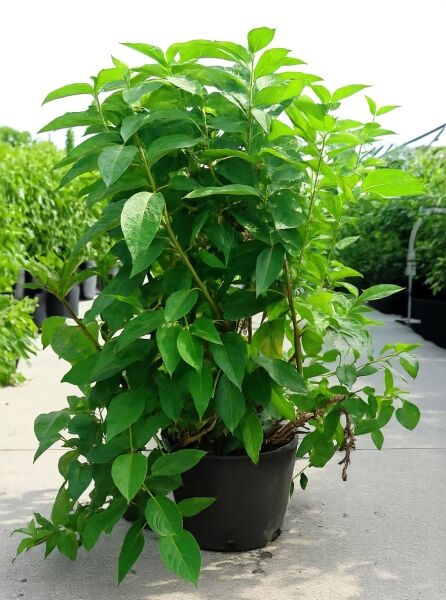 Rispen-Hortensie „Unique“ (Hydrangea paniculata 'Unique') 80–100 cm im C15-Topf, grüner Strauch mit aufrechten Trieben.