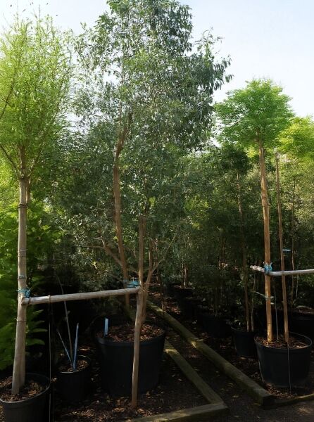 Mostgummi-Eukalyptus (Eucalyptus gunnii) 400–500 cm, C90, mehrstämmiger Baum im Container mit schmalen, graugrünen Blättern.