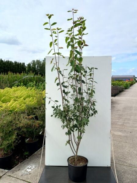 Amelanchier laevis 'Snowflakes' / Kahle Felsenbirne 'Snowflakes' 175-200 cm C20, mehrstämmiger Strauch im Topf mit Laubblättern.