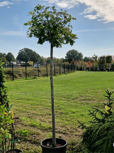 Kugelsumpfeiche 'Green Dwarf' / Nadel-Eiche 'Green Dwarf' / Quercus palustris 'Green Dwarf'