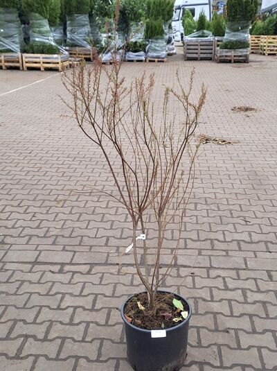 Tamarix ramosissima (Heide-Tamariske) Sommer-Tamariske, mehrstämmiger Strauch im Container C20, 125–150 cm