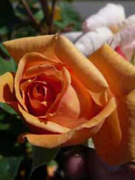 Rosa 'Charles Austin' / Englische 'Charles Austin'
