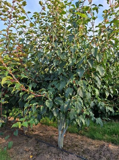 Davids Schlangenhaut-Ahorn mehrstämmig - Acer davidii