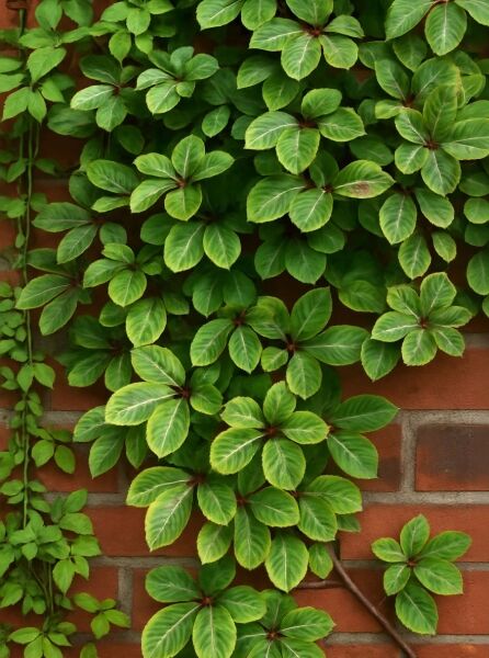 Parthenocissus henryana / Chinesische Jungfernrebe, Kletterpflanze mit gelappten, grün panaschierten Blättern an Trieben