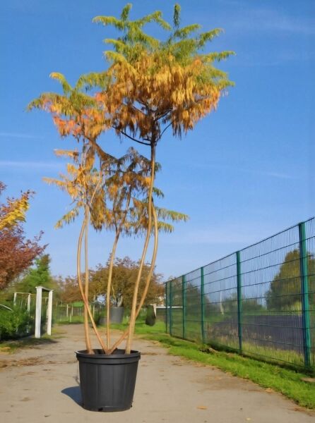 Rhus typhina 'Dissecta' Farnwedel-Sumach, geschlitzblättriger Essigbaum 250–300 cm, mehrstämmig im Container mit Herbstlaub