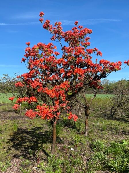 Laubabwerfende Azalee 'Fridjof Nansen' (Nr. 1377) / Azalea luteum 'Fridtjof Nansen' (Knap-Hill) 140 cm breit x 230 cm hoch