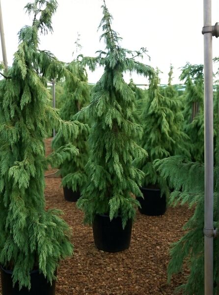 Hänge-Nootkazypresse (Chamaecyparis nootkatensis 'Pendula') 175-200 cm C50 im Container, hängender Wuchs, grünes Nadelkleid