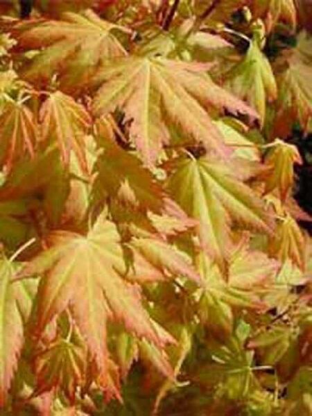 Japanischer Ahorn / Fächer-Ahorn 'Orange Dream' / Acer palmatum 'Orange Dream'