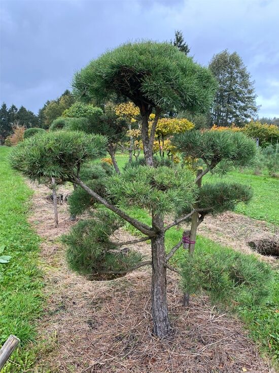 Garten-Bonsai (Nr. 1395) - Pinus sylvestris 160 cm breit x 210 cm hoch