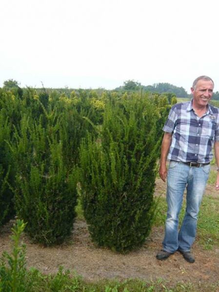 Taxus media 'Hillii' / männliche Becher-Eibe 'Hillii' 140-160 cm m. Db., Solitär, aufrechter immergrüner Nadelstrauch im Feld