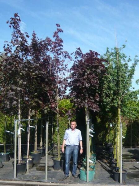 Spitz-Ahorn Acer platanoides 'Royal Red' Hochstamm 12-14 StU im Container, Baum mit dunkelrotem Laub und gestütztem Stamm