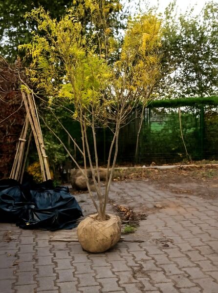 Gold-Gleditschie (Gleditsia triacanthos 'Sunburst'), mehrstämmig, 200–250 cm, mit Ballen; Baum mit gelbem Laub.