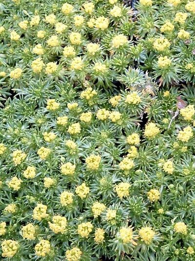 Kleines Andenpolster Azorella trifurcata 'Nana' als dichtes grünes Polster mit vielen kleinen gelben Blütenständen